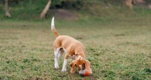 People admit ‘never’ washing dogs toys after learning how often they should