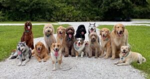 Dog expert reveals the breeds that match your personality