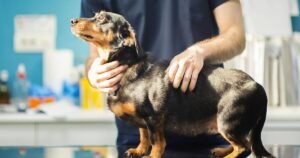 Owners of popular dog breed urged to see vet about disease