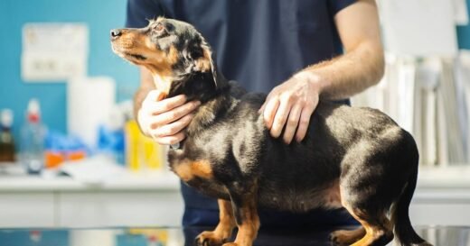 Owners of popular dog breed urged to see vet about disease