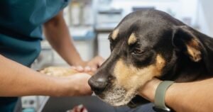 Vet shares 4 signs your pet is ‘dangerously dehydrated’