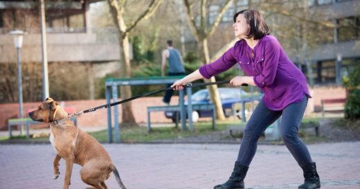 Dog trainer’s three tips to get pet to stop pulling on lead