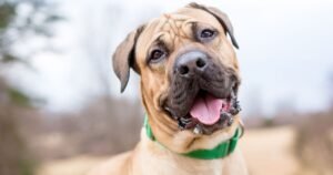 Dog trainer lists 26 breeds needing the most exercise and longest walks — not Labrador