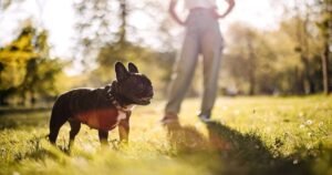 When to take dogs on a walk during hot weather