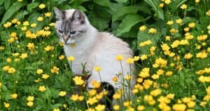 Tips to stop cats ruining your garden – including white vinegar method