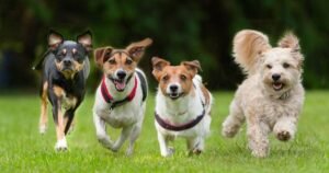 Dog breeds with shortest lives as one pooch won’t live past 6 years