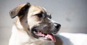Cool your dog down with 1 task that ‘makes a difference’