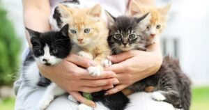 Three breeds of cat with the shortest life expectancy