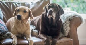 10 smelliest dog breeds in the UK have been named
