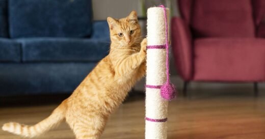 Cat behaviourist shares ‘vital’ reason pets need scratching posts