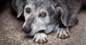Vet shares six warning signs your dog has dementia