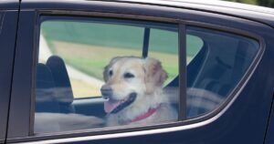 Dogs at risk of heatstroke and death – 6 tell-tale signs