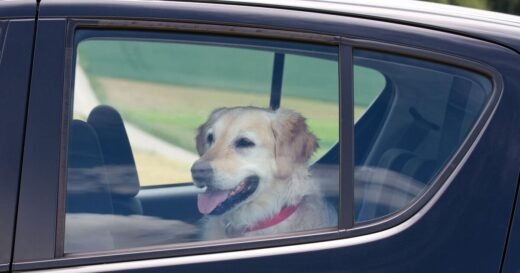 Dogs at risk of heatstroke and death – 6 tell-tale signs