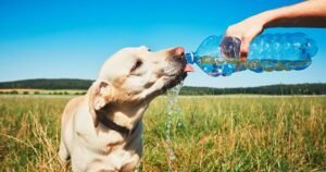 Vet urges dog owners to look out for 1 thing during hot weather