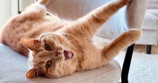Reason cats misbehave and if ‘orange cat behaviour’ is real