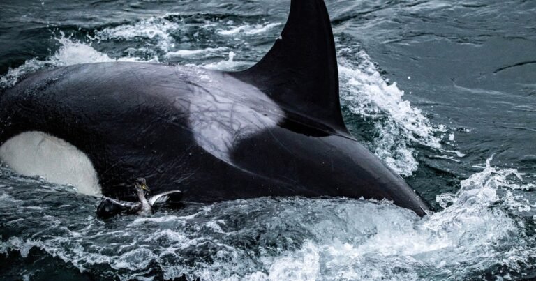 Killer whales caught on video grooming each other with seaweed after master’s student noticed “something kind of weird” going on