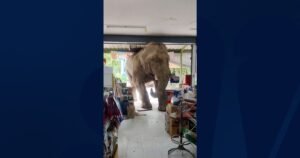 Hungry elephant causes havoc in Thailand grocery store