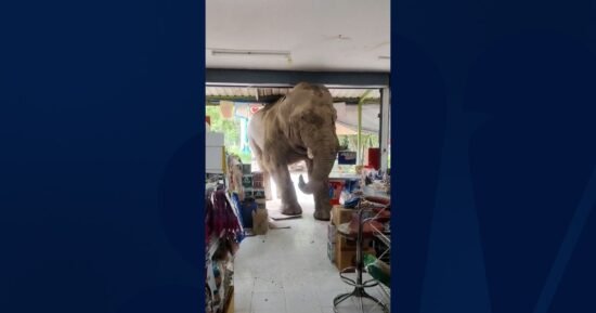 Hungry elephant causes havoc in Thailand grocery store
