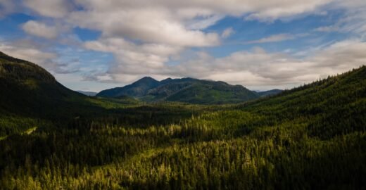 The US is stripping its forests of decades-old protections