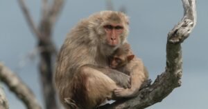 How Cayo Santiago’s monkey research survived Hurricane Maria