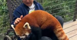 China cracks down on hotel offering red panda ‘wake up call’ service