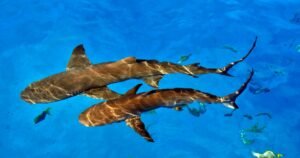 Trump pardons 2 divers who freed 19 sharks caught in fisherman’s line off Florida but were charged with theft
