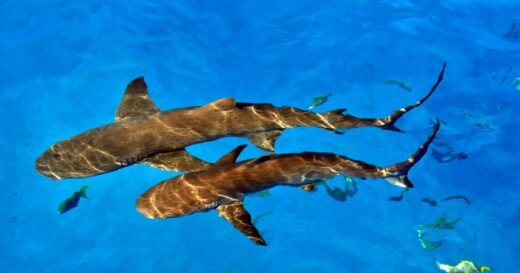 Trump pardons 2 divers who freed 19 sharks caught in fisherman’s line off Florida but were charged with theft