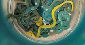 Smuggler caught with dozens of venomous vipers “concealed in checked-in baggage” on plane, customs officials say