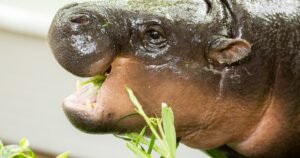 Moo Deng, the pygmy hippo sensation, celebrates her first birthday