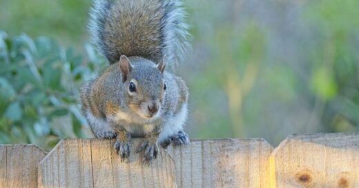 How to banish common garden pests with ‘natural ingredient’
