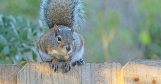 How to banish common garden pests with ‘natural ingredient’