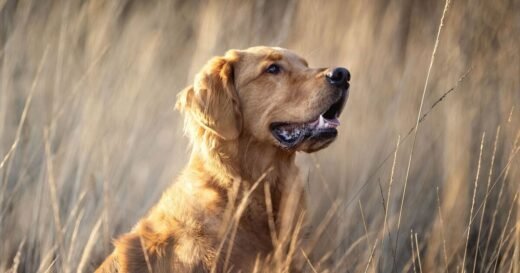 Vet says ‘act immediately’ if you notice these seven signs