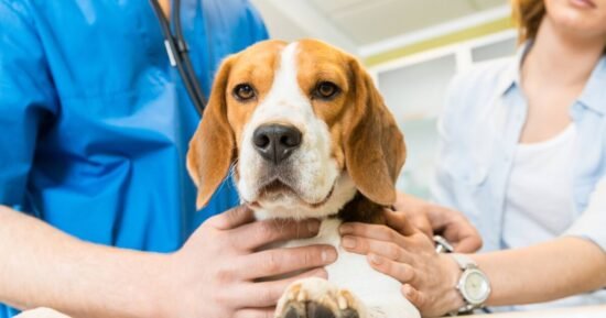Dog owners just finding out ‘healthiest’ breeds with lowest vet bills