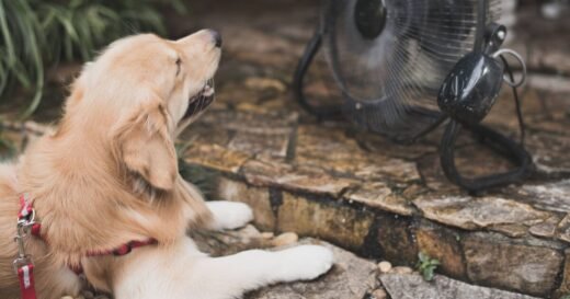 Vet shares vital advice for dog owners who notice panting