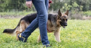 Dog trainer says owners must have three things to train pet
