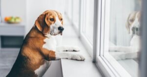 Dog expert settles debate on how long you can leave your dog at home alone