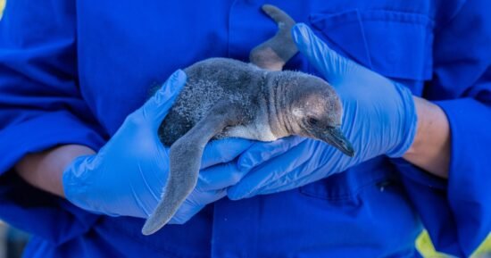 Same-sex penguin couple raising rare chick at U.K. zoo