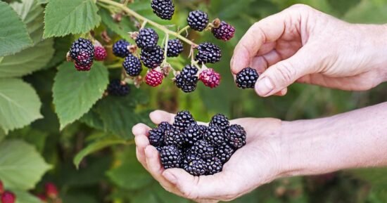 ‘I picked blackberries so stranger wanted to call police, am I wrong?’