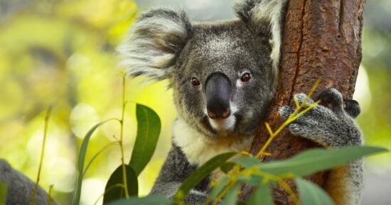 Australia approves first chlamydia vaccine for koalas ravaged by the disease