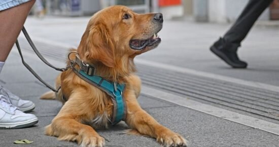 ‘I’m a dog trainer – there’s two skills every pet owner needs to have’