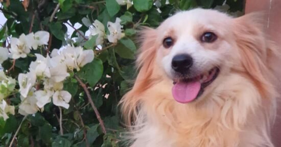 Dog dumped in box and left for dead is desperate for home