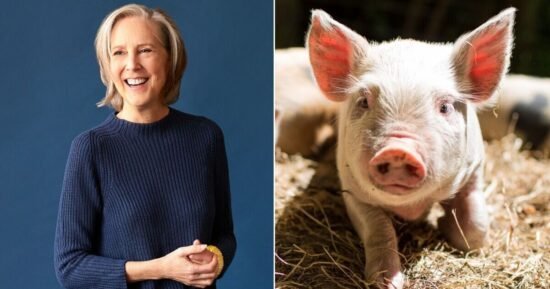 Pig transplants and bionic limbs — new book explores breakthroughs | Science | News