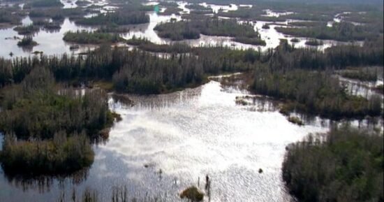 The Uplift: Save the Swamp