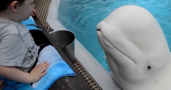 MarineLand, Canadian government at odds over future of park’s beluga whales