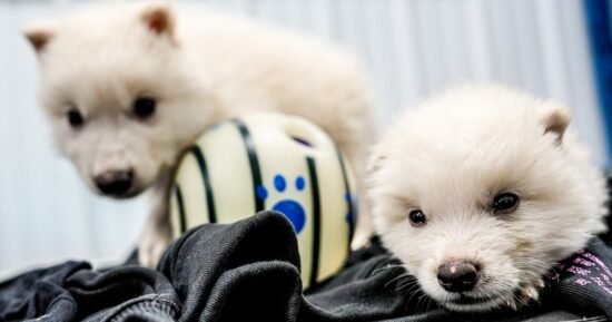 Should scientists be allowed to edit animals’ genes? Yes, say some conservation groups