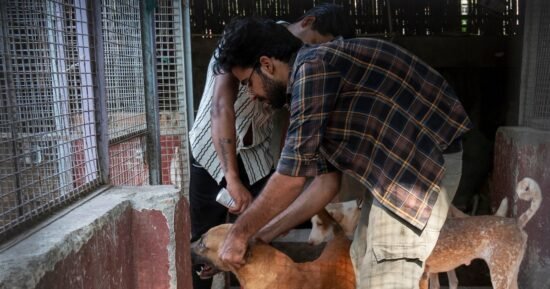 India’s top court wanted Delhi’s stray dogs gone, but it may have worsened the issue