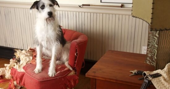 Five dog breeds prone to destructive behaviours