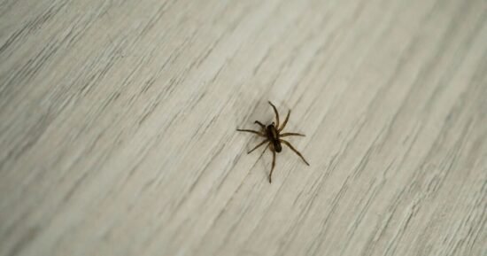Keep spiders out of home with two-ingredient spray that ‘actually works’