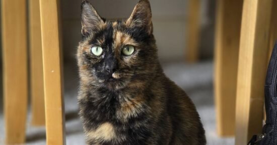 Cat brings gifts to humans every day hoping someone will adopt her | UK | News