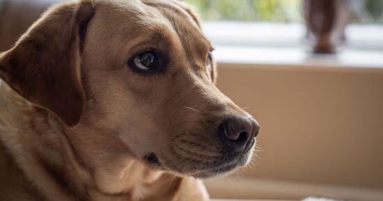 Animal shelter tells women ‘forget men’ and get abandoned dog instead | US | News